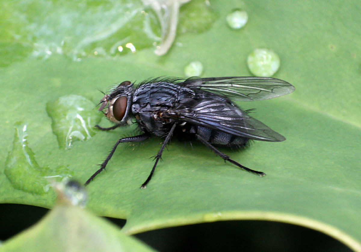 Myospila sp.? No. Calliphora vicina